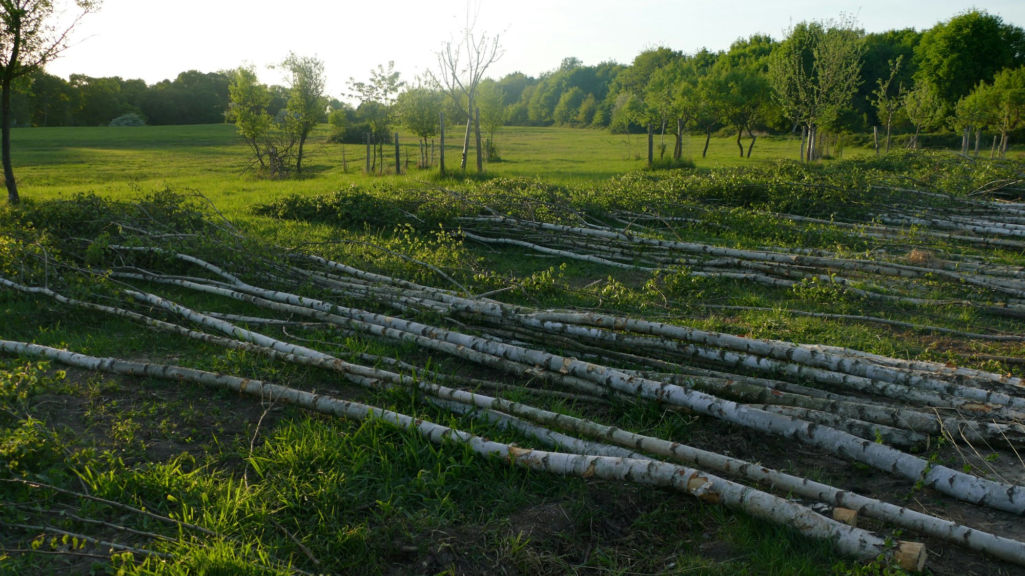 Geschlagene Birken liegen auf einer Wiese.
