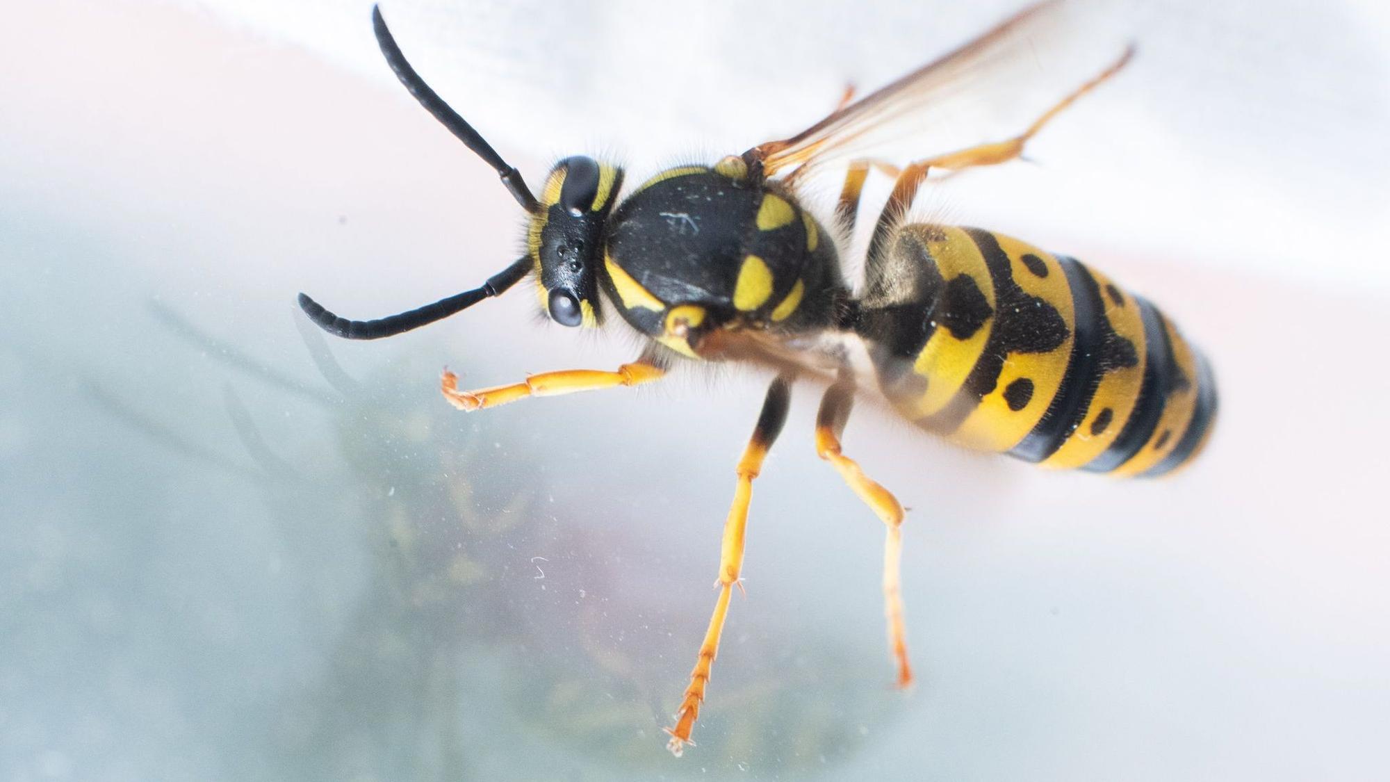 Eine Wespe fliegt vor einer Fensterscheibe