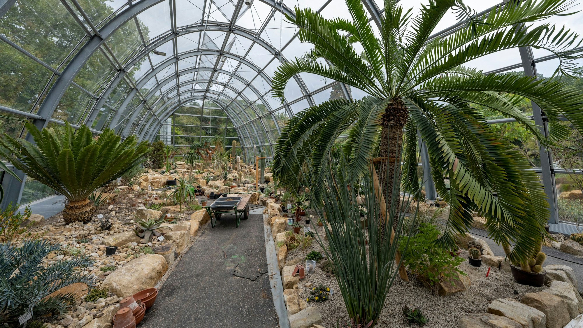 Im Wüstenhaus wachsen Tausende Kakteen.