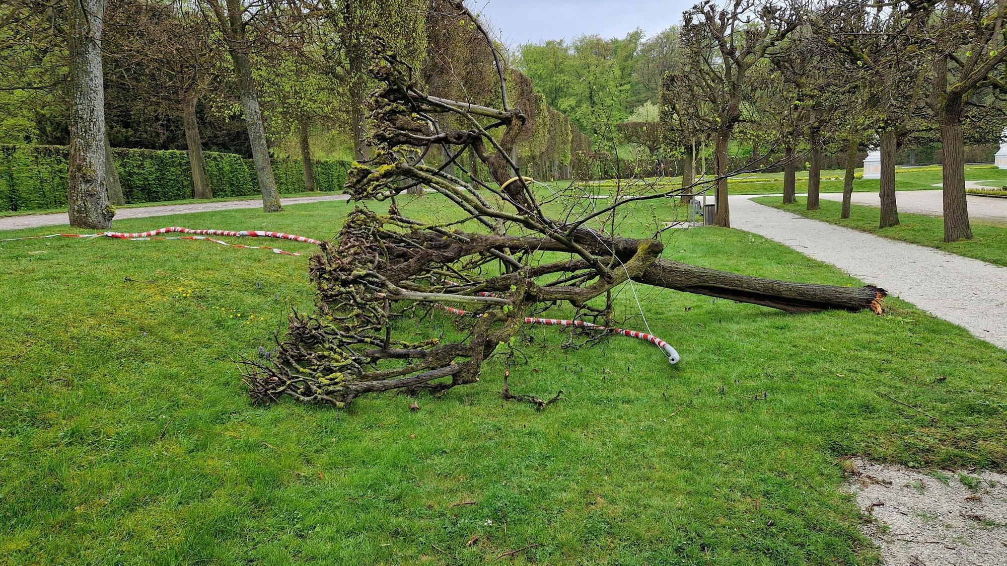 Eine 300 Jahre alte Linde ist mutwillig zerstört worden.