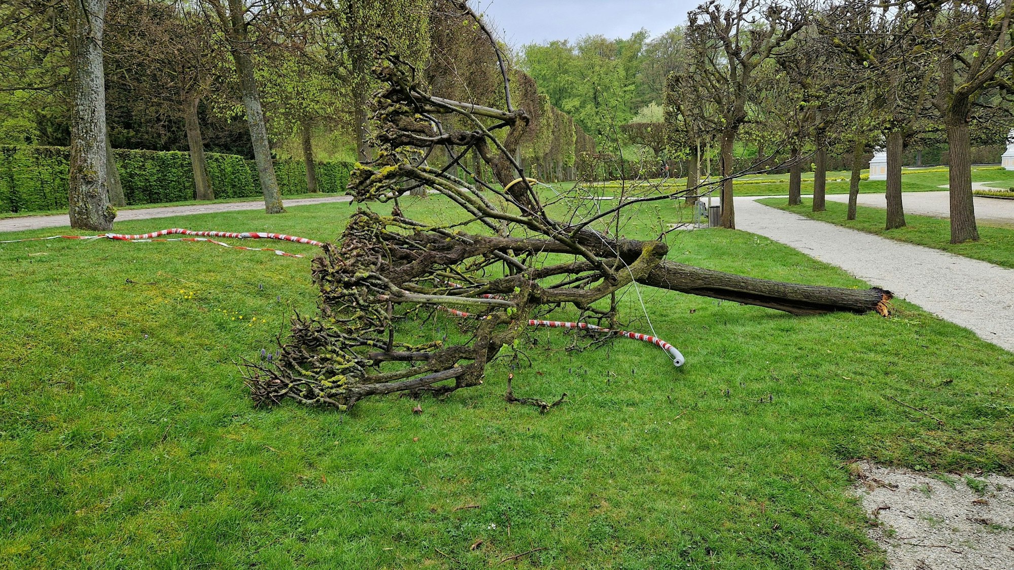 Eine 300 Jahre alte Linde ist mutwillig zerstört worden.