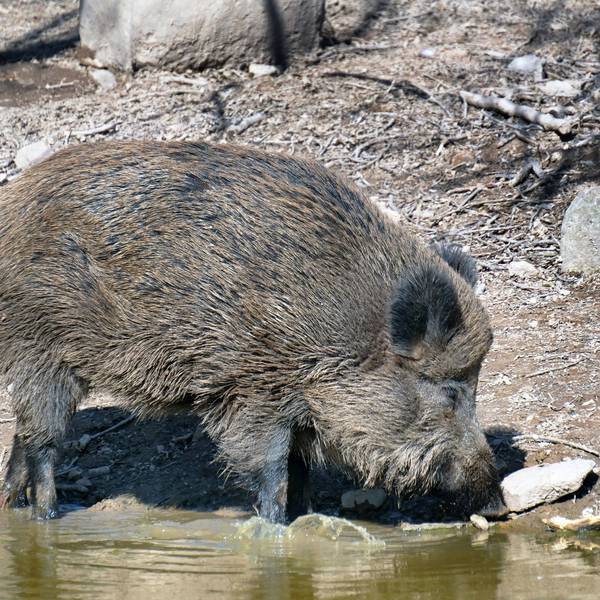 Ein Wildschwein im Wasser.