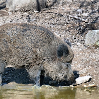Ein Wildschwein im Wasser.