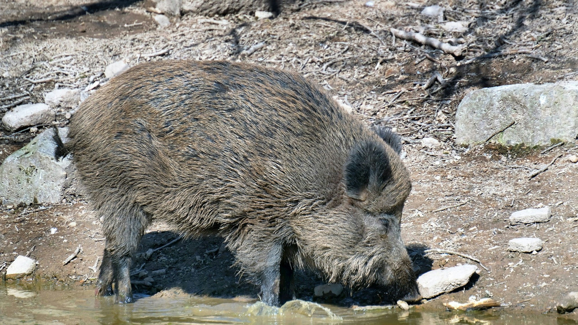 Ein Wildschwein im Wasser.