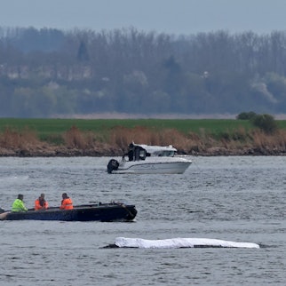 Ein Helfer korrigiert den Wasserstrahl zur Befeuchtung des Rückens des gestrandeten Buckelwals vor der Insel Poel.