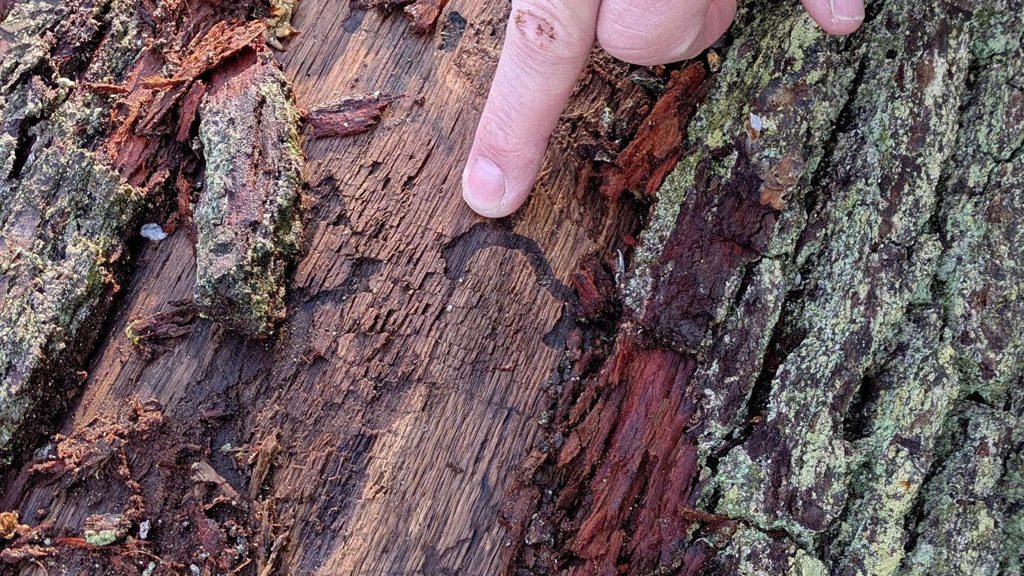Ein ausgestreckter Finger deutet auf die Fraßgänge der Eichenprachtkäferlarve.