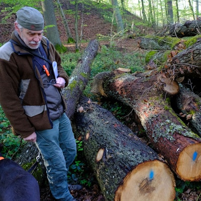 Förster Heinz Benden im Wald neben einigen gefällten Eichenstämmen, die zu Brennholz verarbeitet werden.