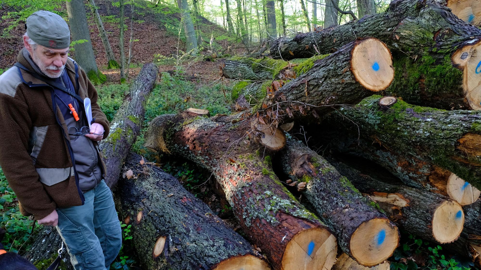 Förster Heinz Benden im Wald neben einigen gefällten Eichenstämmen, die zu Brennholz verarbeitet werden.