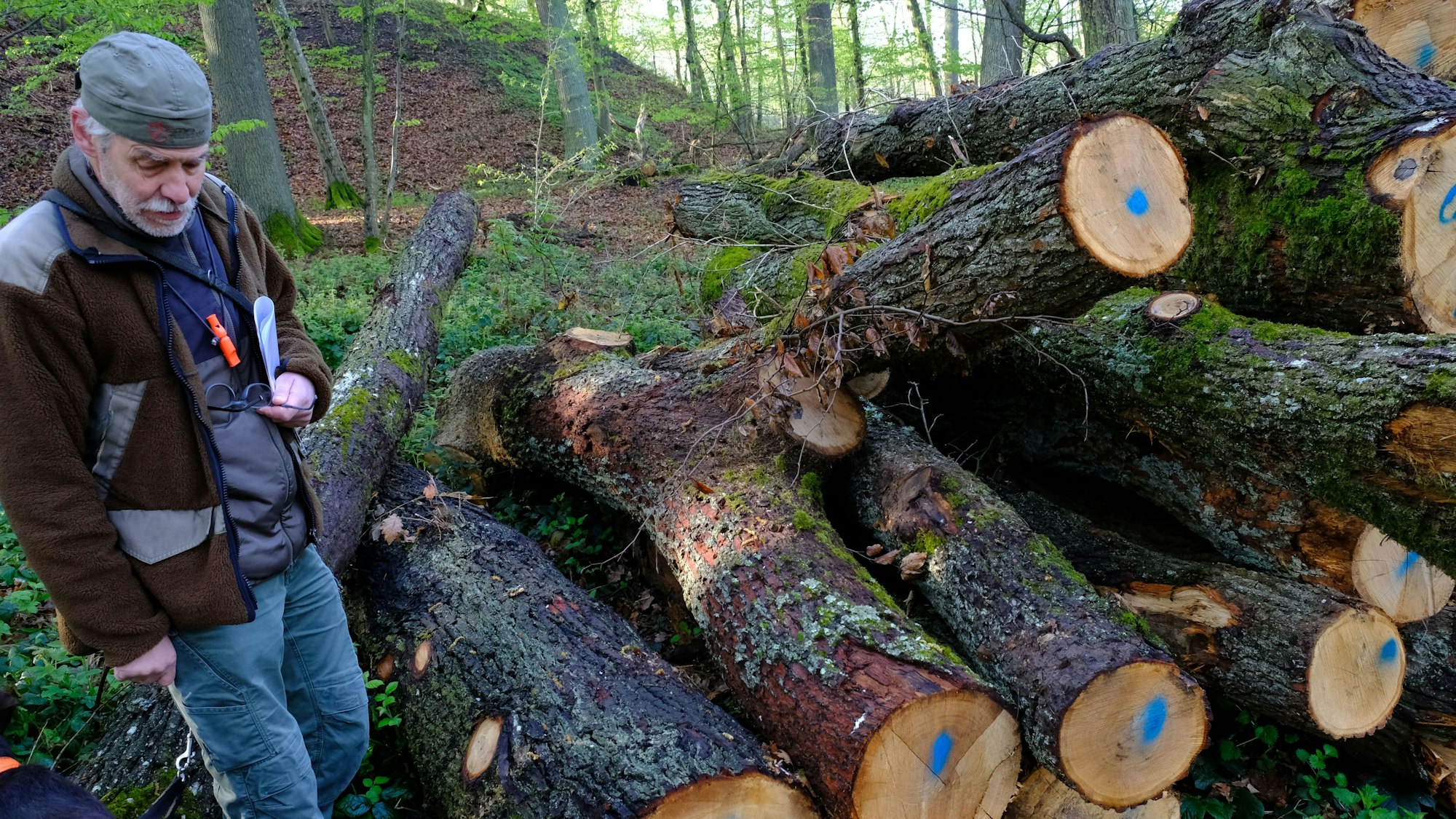 Förster Heinz Benden im Wald neben einigen gefällten Eichenstämmen, die zu Brennholz verarbeitet werden.