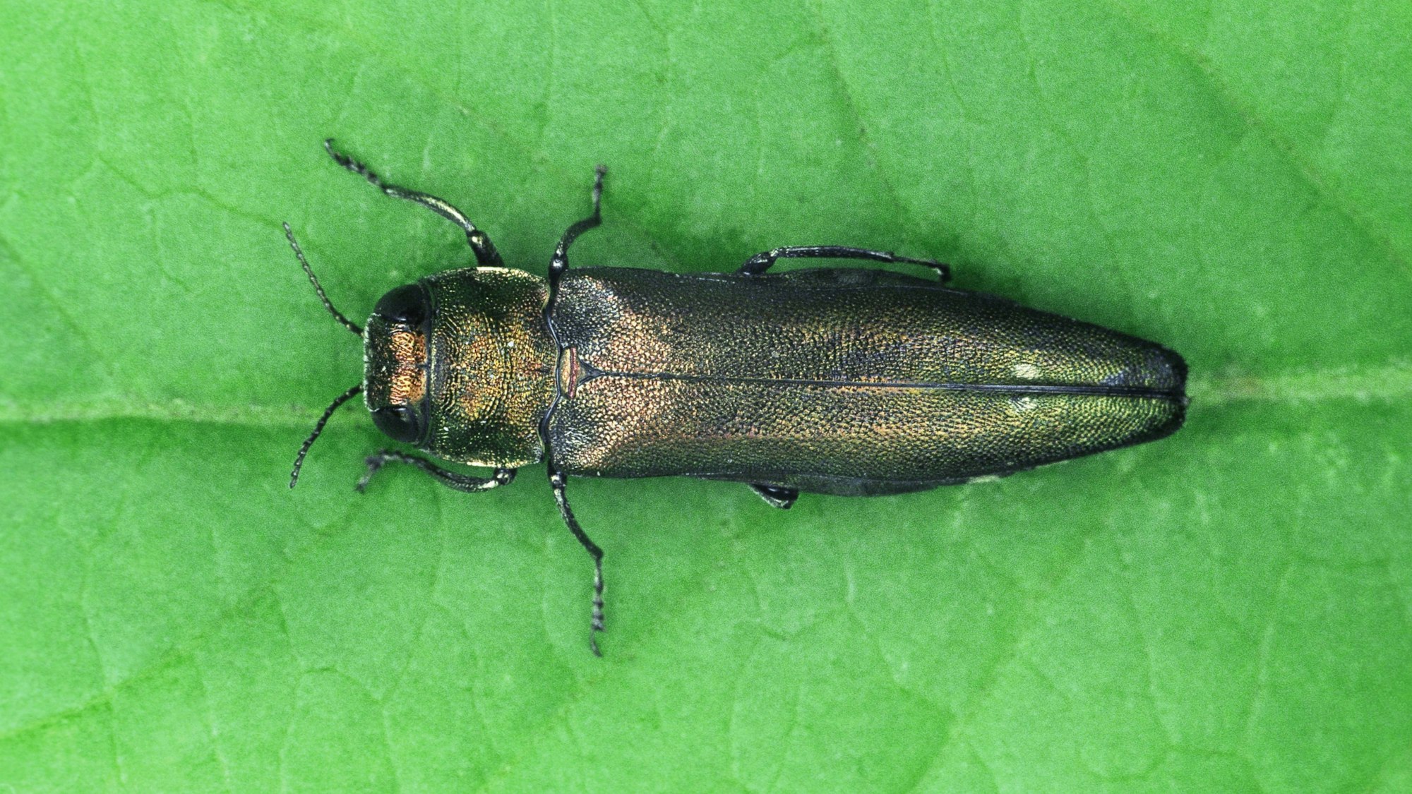 Die Macroaufnahme zeigt einen Zweipunktigen Eichenprachtkäfer, der auf einem Eichenblatt sitzt.