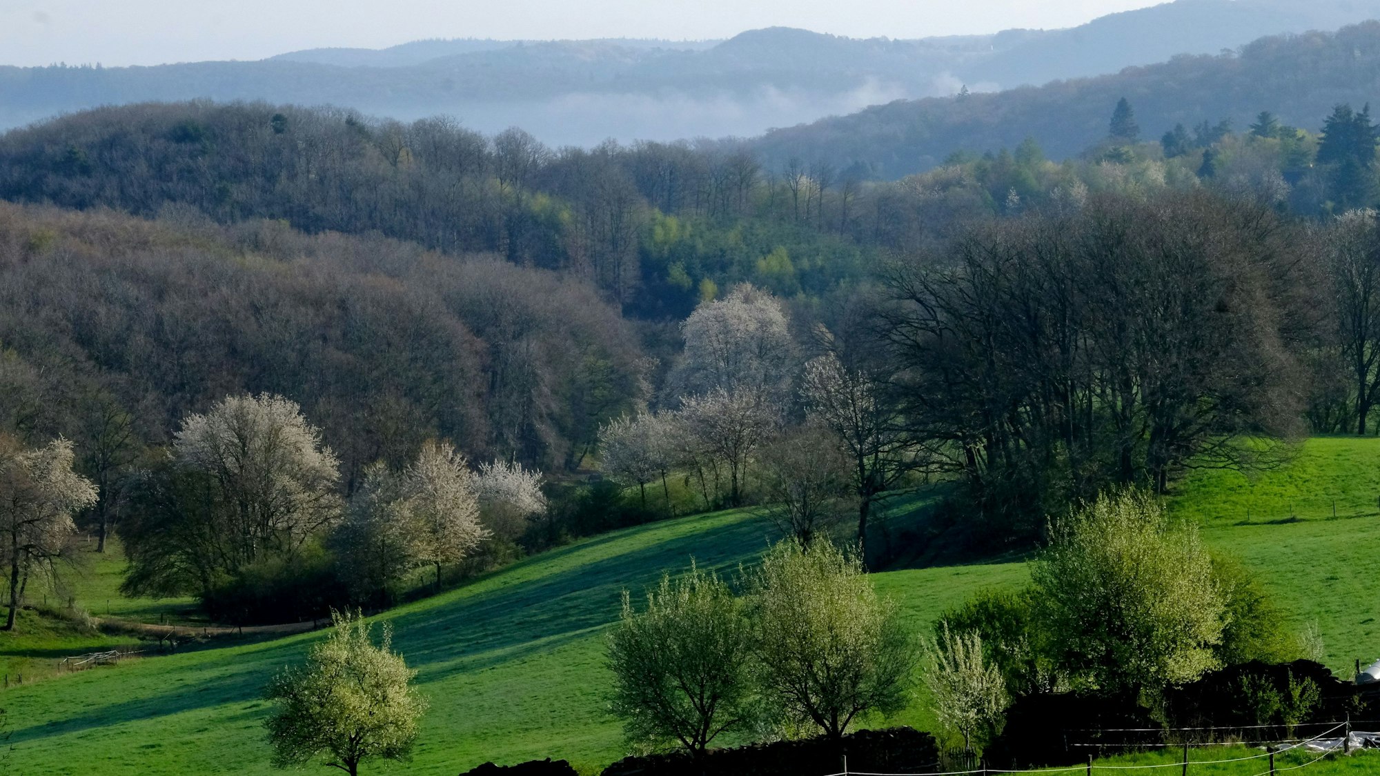 Blick von Roderath im April auf Wiesen, blühende Bäume und Wälder in Richtung Bad Münstereifel.