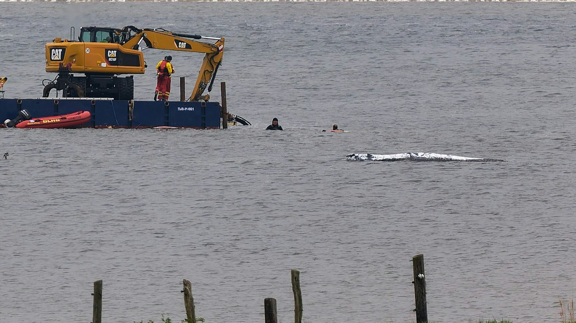 Der vor der Insel Poel gestrandete Buckelwal schwimmt wieder.