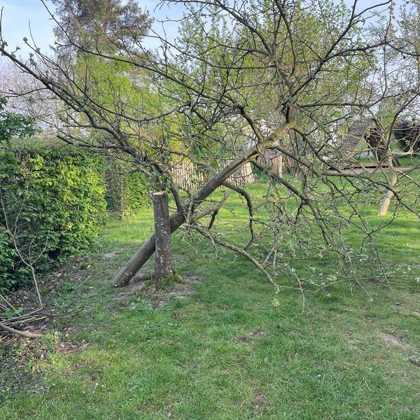 Der Stamm eines Obstbaums, der auf einer Wiese steht, wurde in Höhe von etwa einem Meter abgesägt.