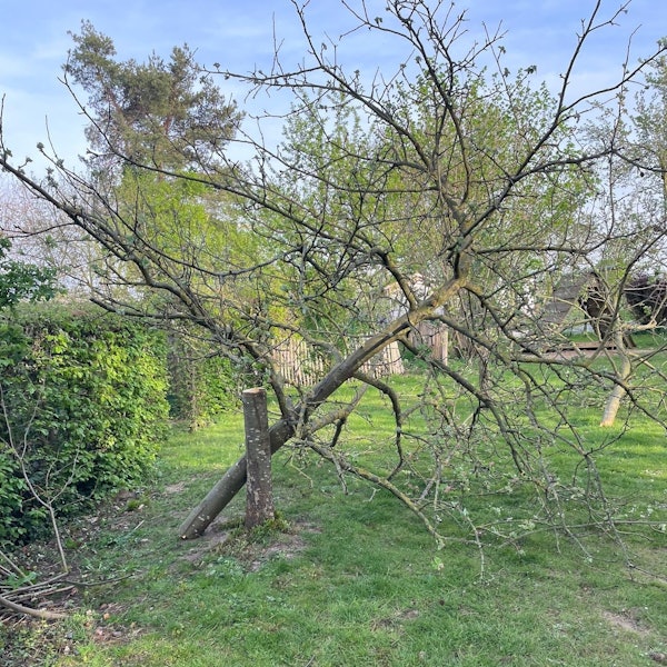 Der Stamm eines Obstbaums, der auf einer Wiese steht, wurde in Höhe von etwa einem Meter abgesägt.