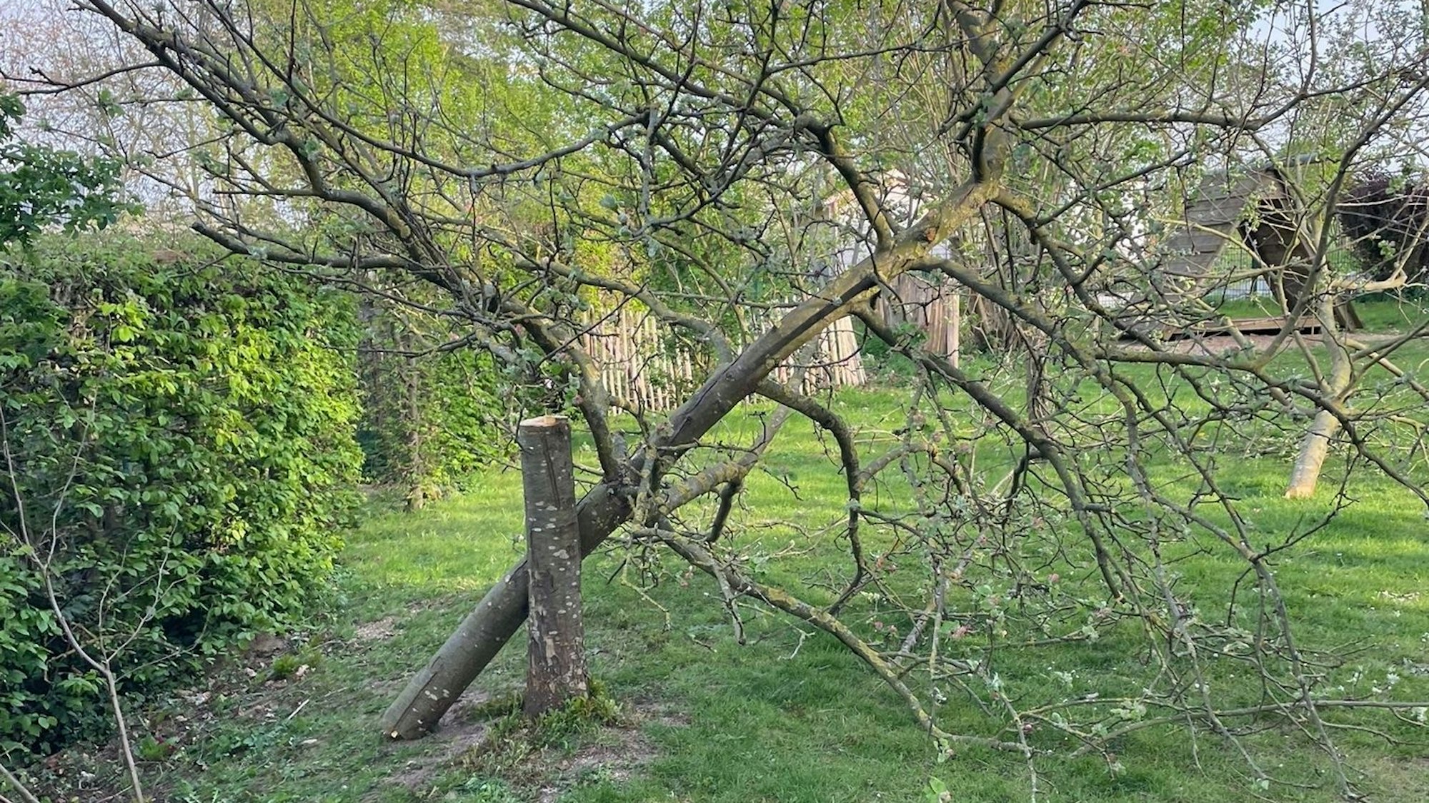 Der Stamm eines Obstbaums, der auf einer Wiese steht, wurde in Höhe von etwa einem Meter abgesägt.