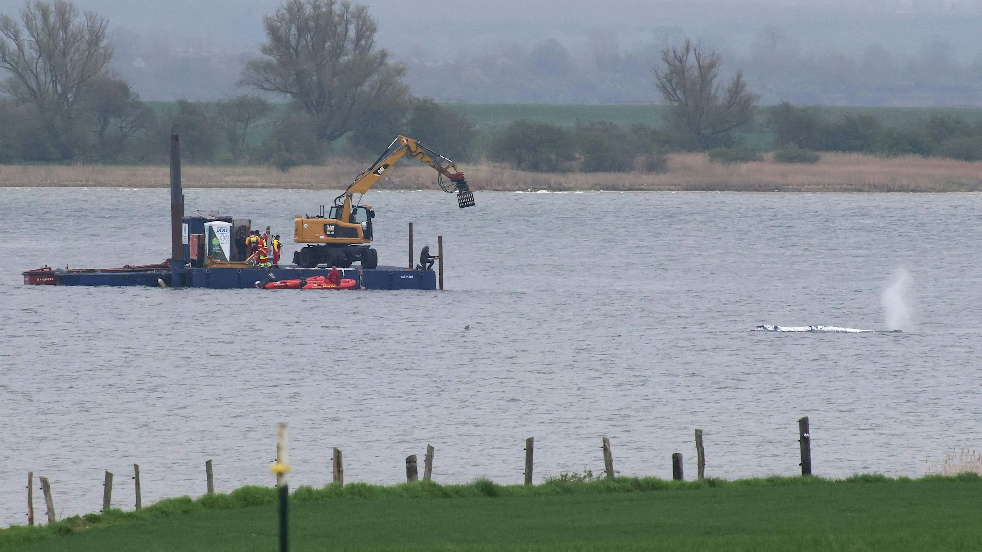 Mit einem Boot nähert sich ein Rettungsteam dem gestrandeten Buckelwal (rechts), um mit der Ausrüstung an Bord die Befreiungsaktion vor der Küste Poels zu unterstützen.