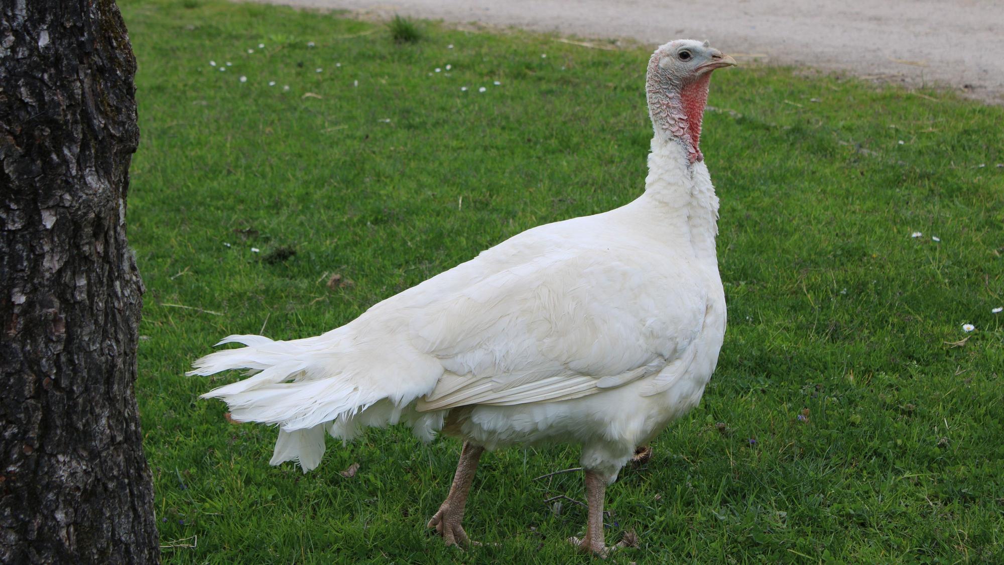 Tara Tierhilfe in Lohmar: Lorelai ist eine Mastpute.