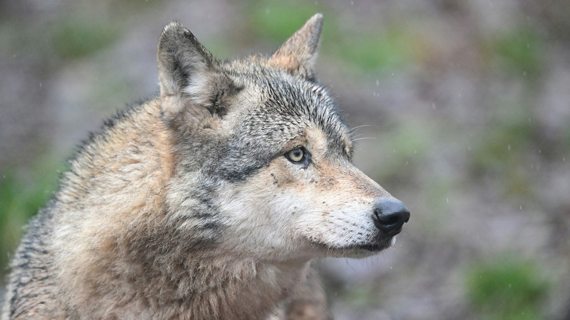 Ein Wolf läuft durch ein Gehege in einem Tierpark (Symbolfoto).