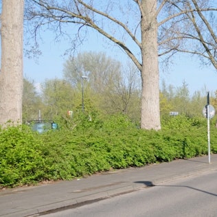 Am Zebrastreifen außerhalb der Tempo-30-Zone des Salzburger Weges halten die Autos ungerne.