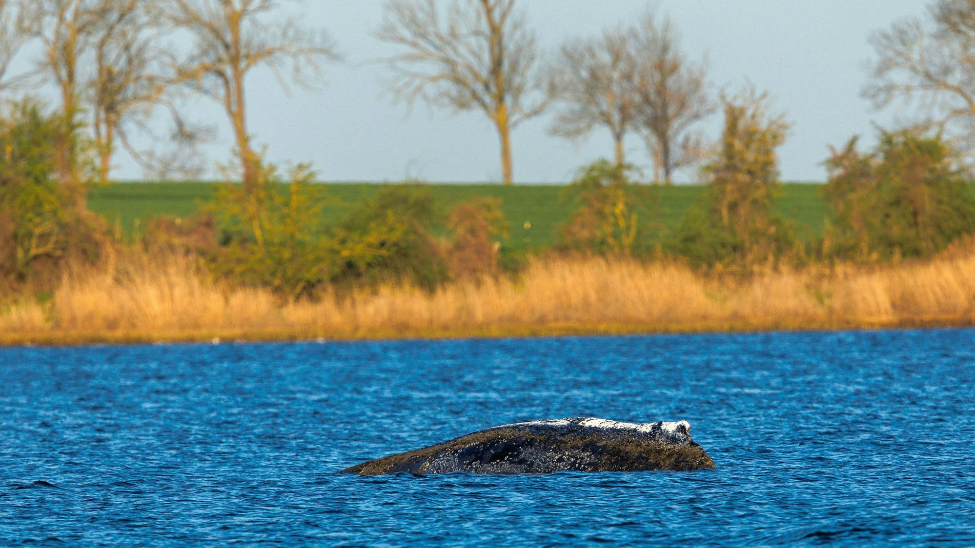 Der Buckelwal liegt vor der Insel Poel an der gleichen Stelle wie am Vorabend. Der bei Wismar gestrandeten Buckelwal hatte sich am 20.04.2026 freigeschwommen und mehrere Kilometer bewegt. Eine privaten Initiative versucht seit Tagen den Wal zu retten.