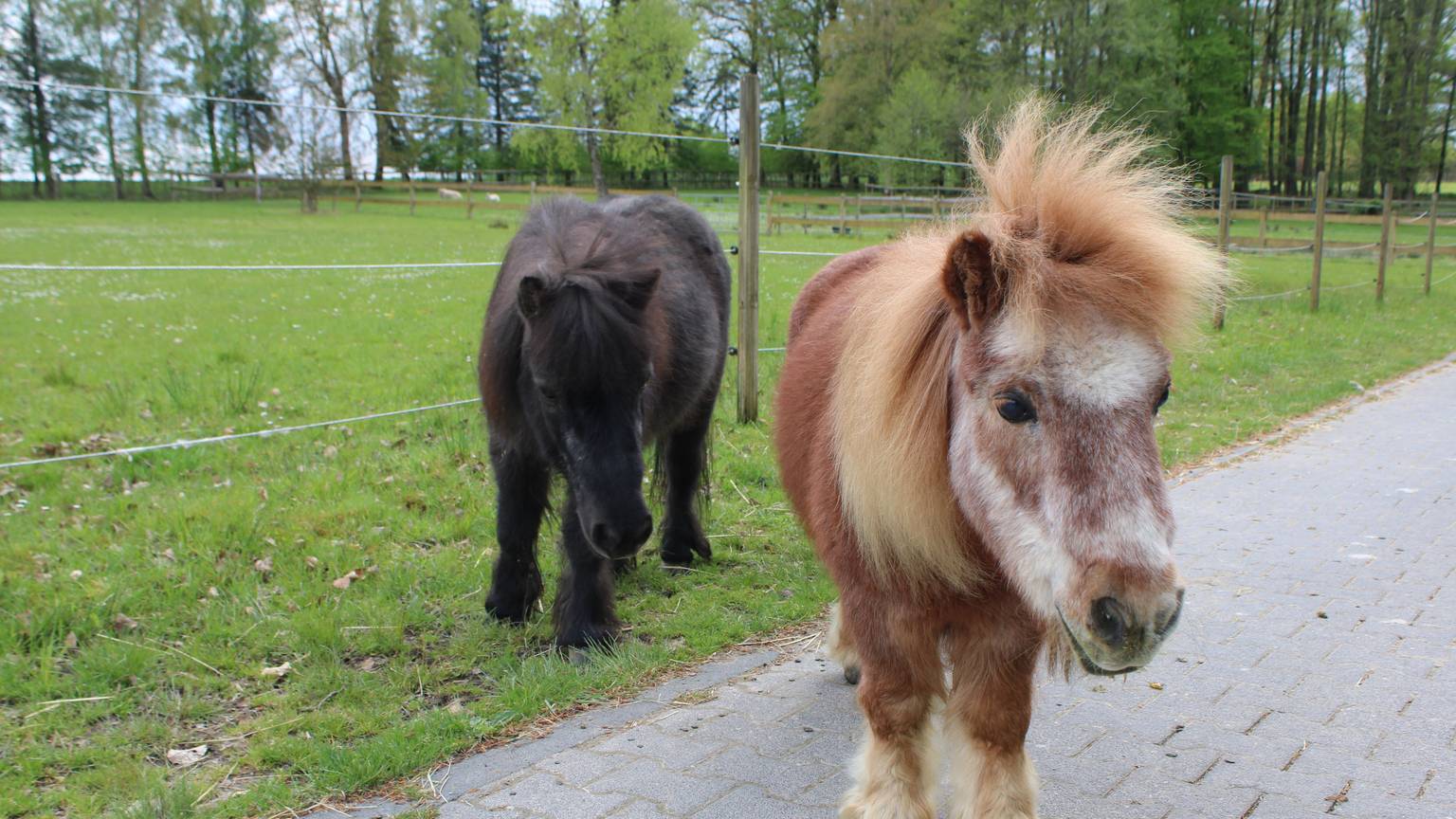 Tara Tierhilfe in Lohmar: Shetlandpony Otto (45) ist zum Instagram-Star geworden.