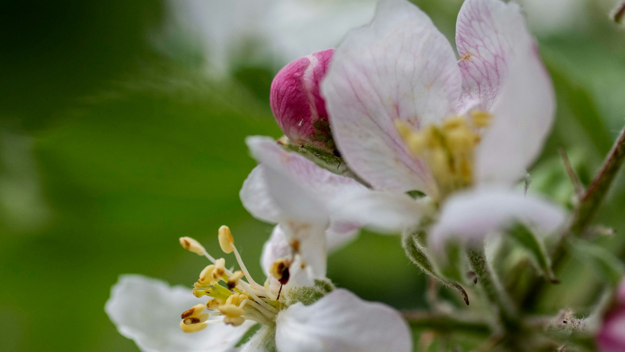Die Frühlingstour geht auch an Apfelbäumen vorbei. (Symbolbild)