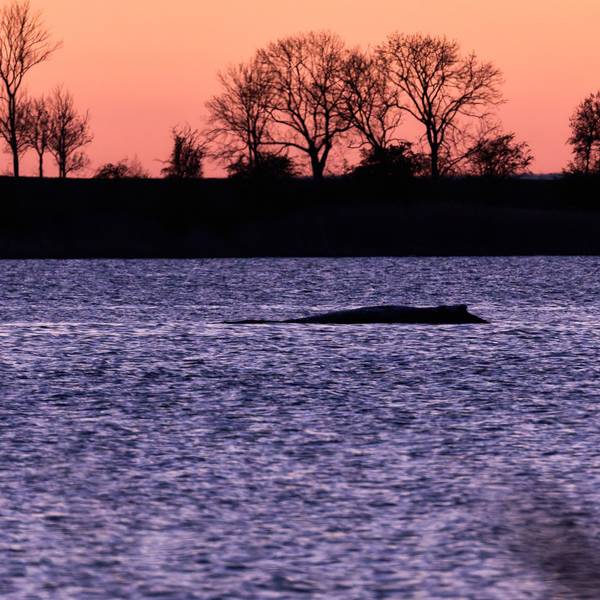 Der Buckelwal liegt vor der Insel Poel an der gleichen Stelle wie am Vorabend.