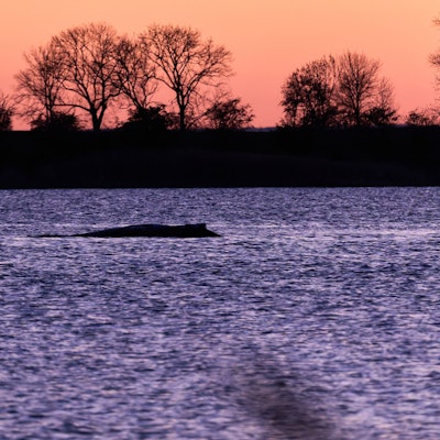 Der Buckelwal liegt vor der Insel Poel an der gleichen Stelle wie am Vorabend.