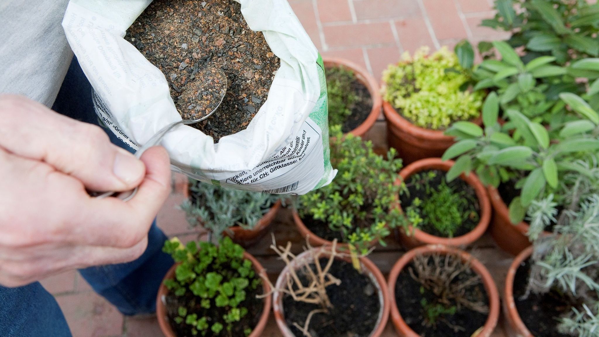Hornspne im Garten: Natrlicher Dnger mit Tcken  Worauf Sie achten  sollten | Klner Stadt-Anzeiger