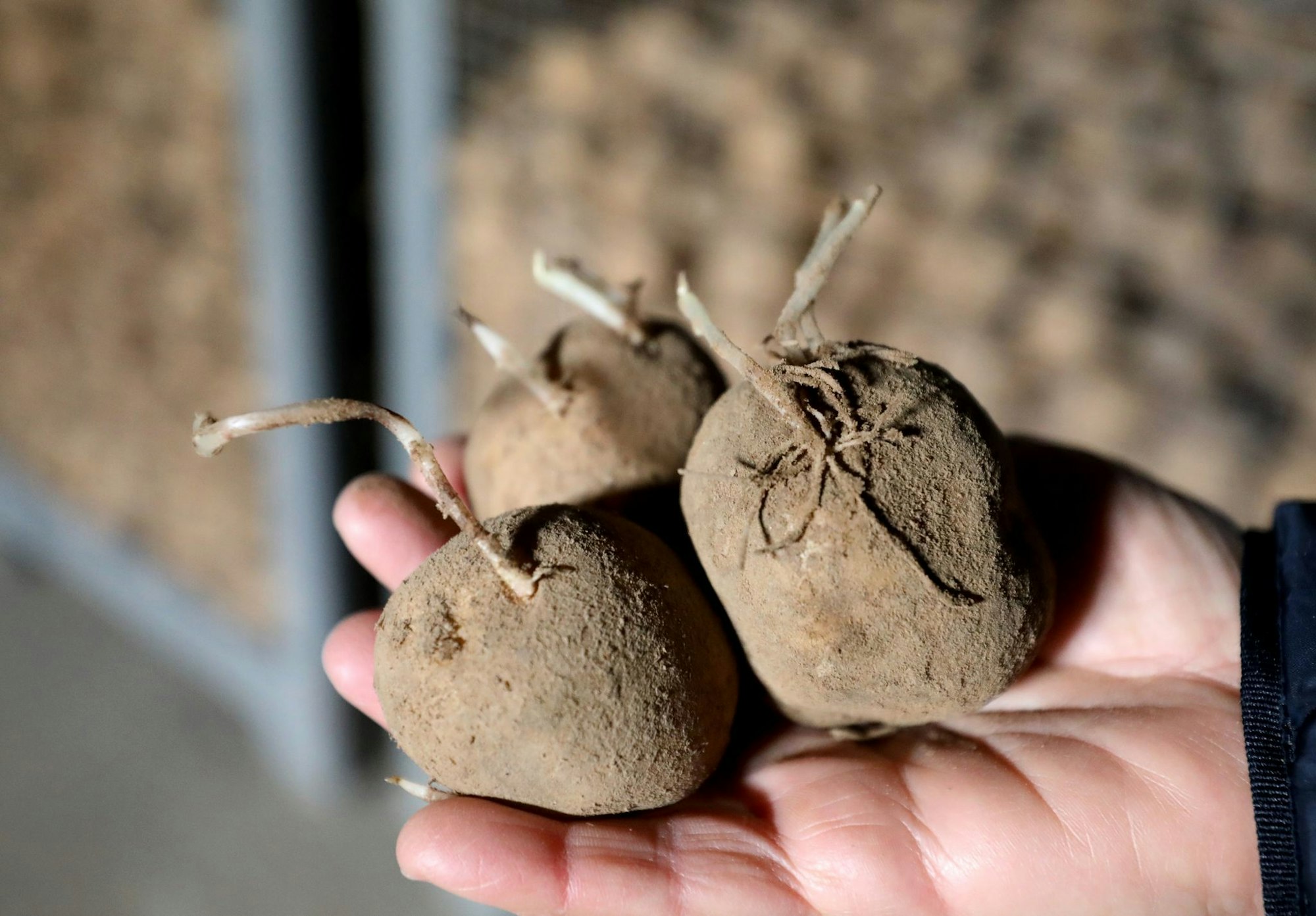 Extremhitze und Landwirtschaft