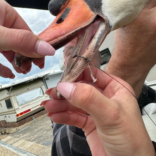 Zwei Hände halten den Schnabel des Schwans auseinander. In der Zunge ist der Angelhaken zu sehen.