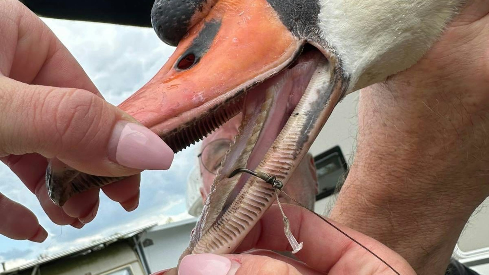 Zwei Hände halten den Schnabel des Schwans auseinander. In der Zunge ist der Angelhaken zu sehen.