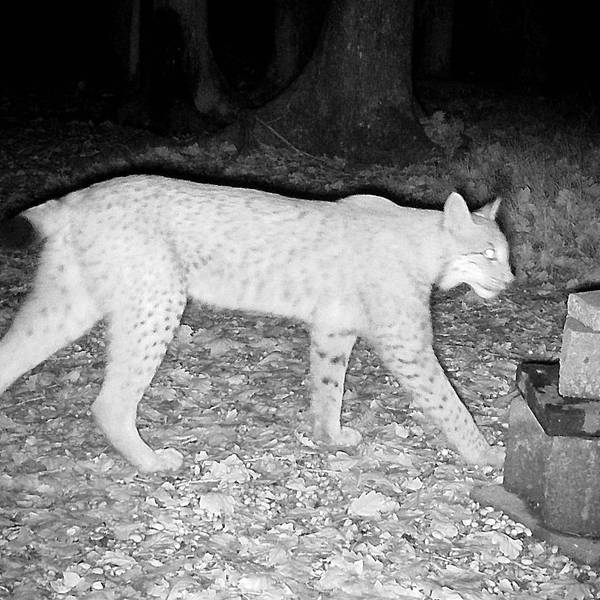 Mitten in der Nacht, von einer Fotofalle aufgenommen: Der Luchs im Sauerland