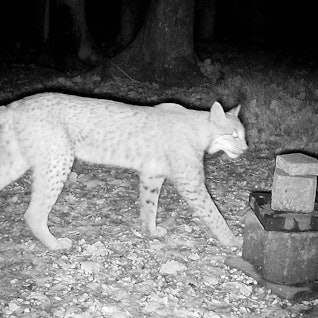 Mitten in der Nacht, von einer Fotofalle aufgenommen: Der Luchs im Sauerland