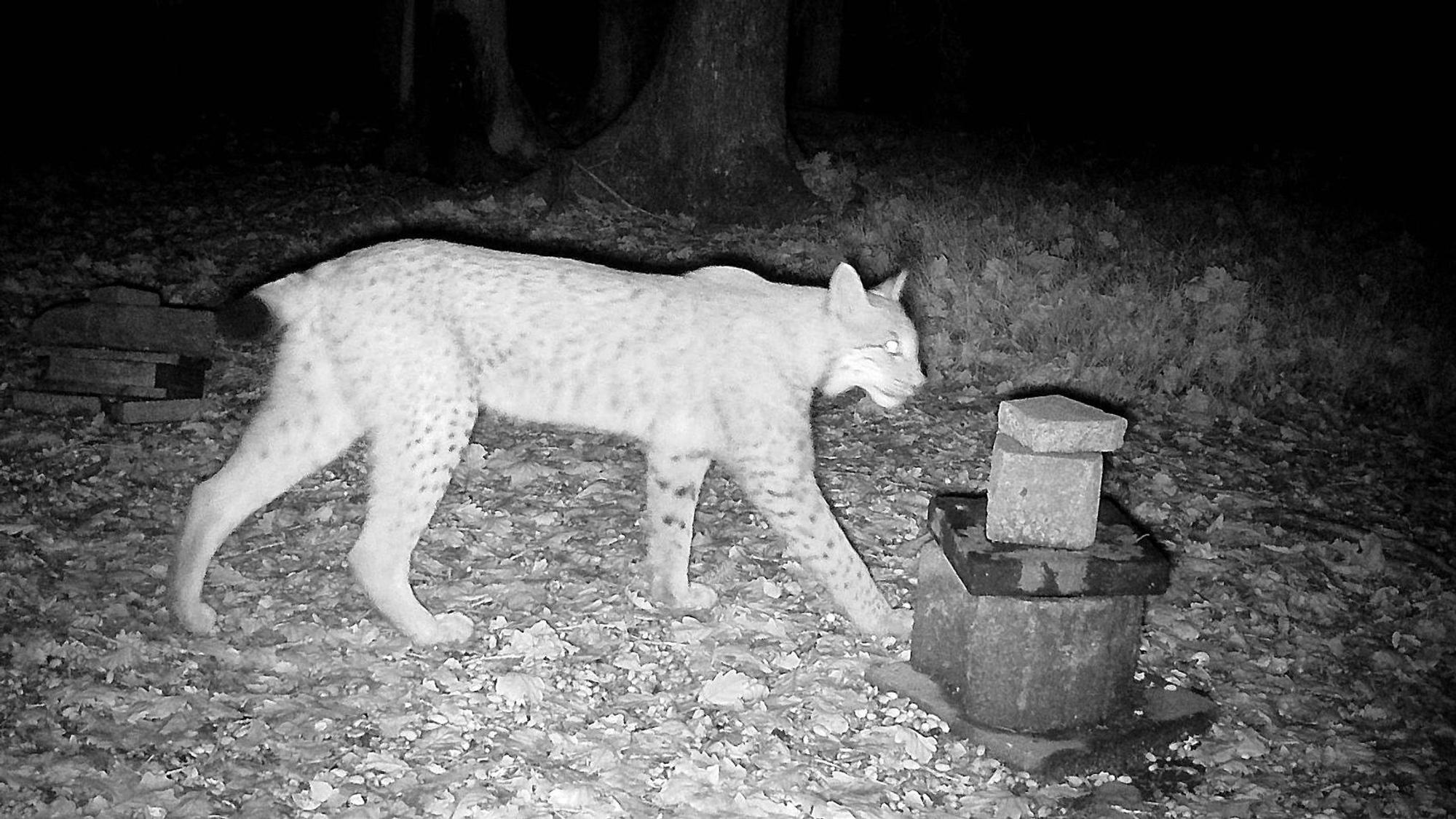 Mitten in der Nacht, von einer Fotofalle aufgenommen: Der Luchs im Sauerland