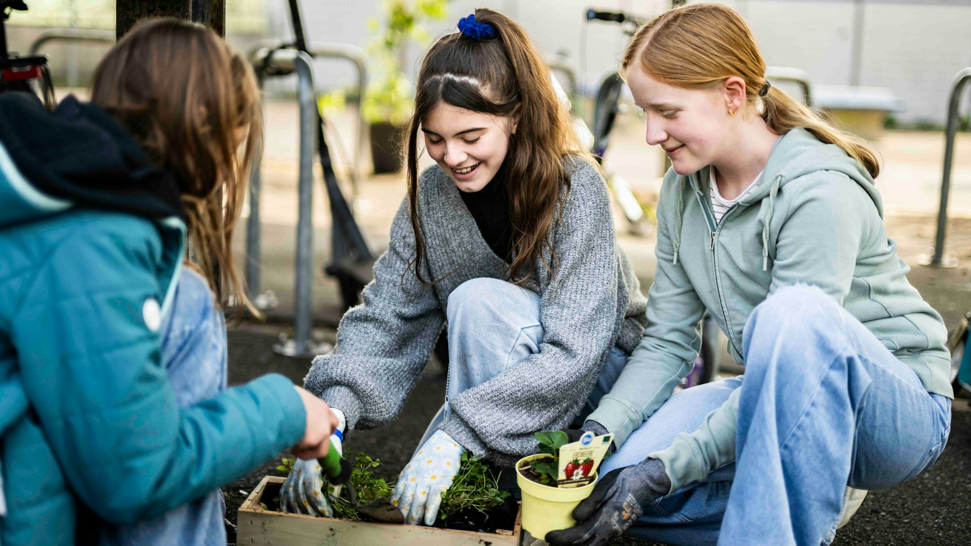 Das Bild zeigt drei Schülerinnen, die Erdbeerpflanzen einpflanzen.