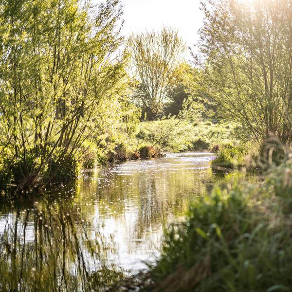 Das Bild zeigt die Erftaue in Euskirchen.