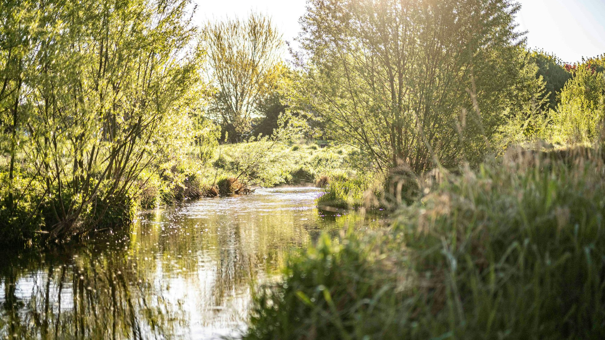 Das Bild zeigt die Erftaue in Euskirchen.