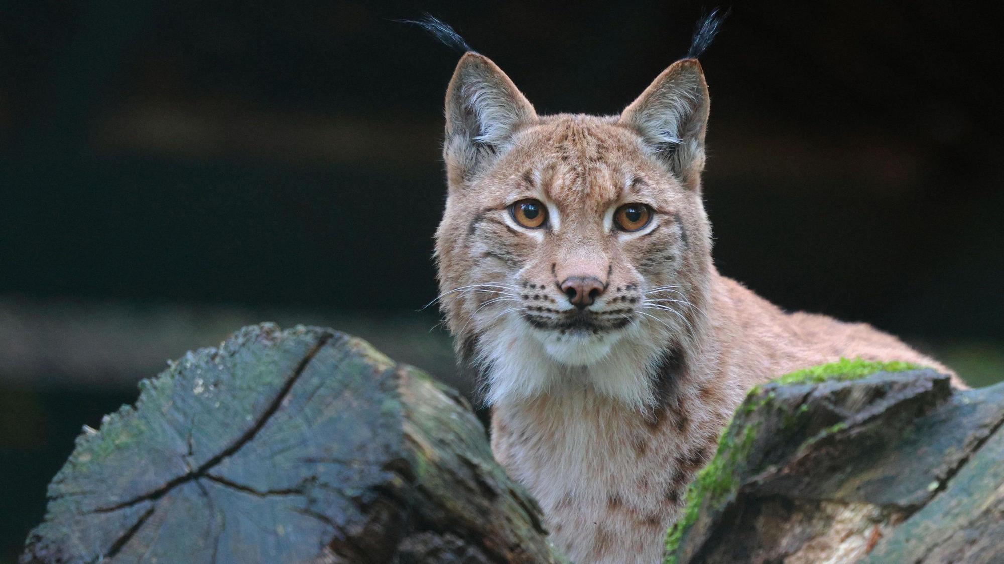 Der Luchskater Viktor kam im vergangenen Jahr aus Thüringen in den Zoo Wuppertal. Er und Luchskatze Missy sollen als neues Zuchtpaar für Nachwuchs sorgen.