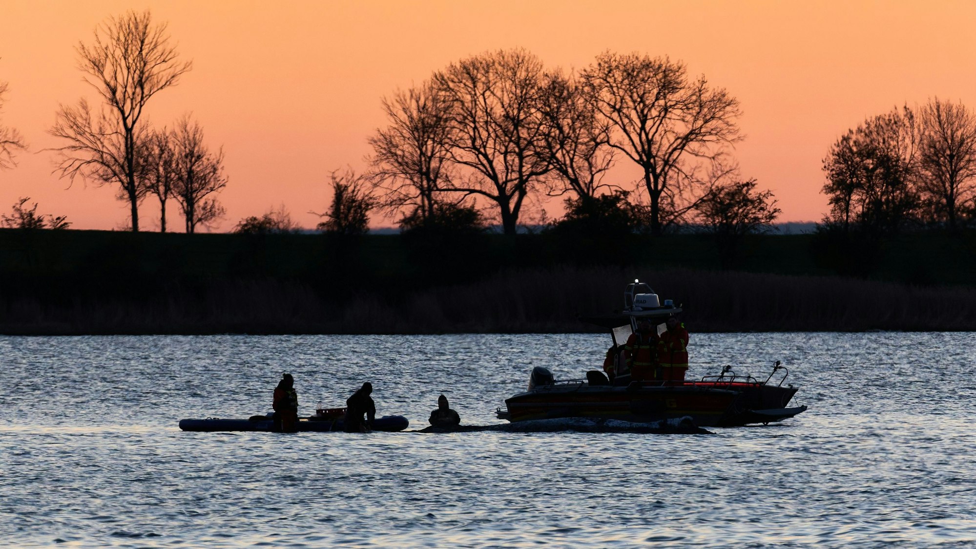 Helfer arbeiten in direkter Nähe des Wals.
