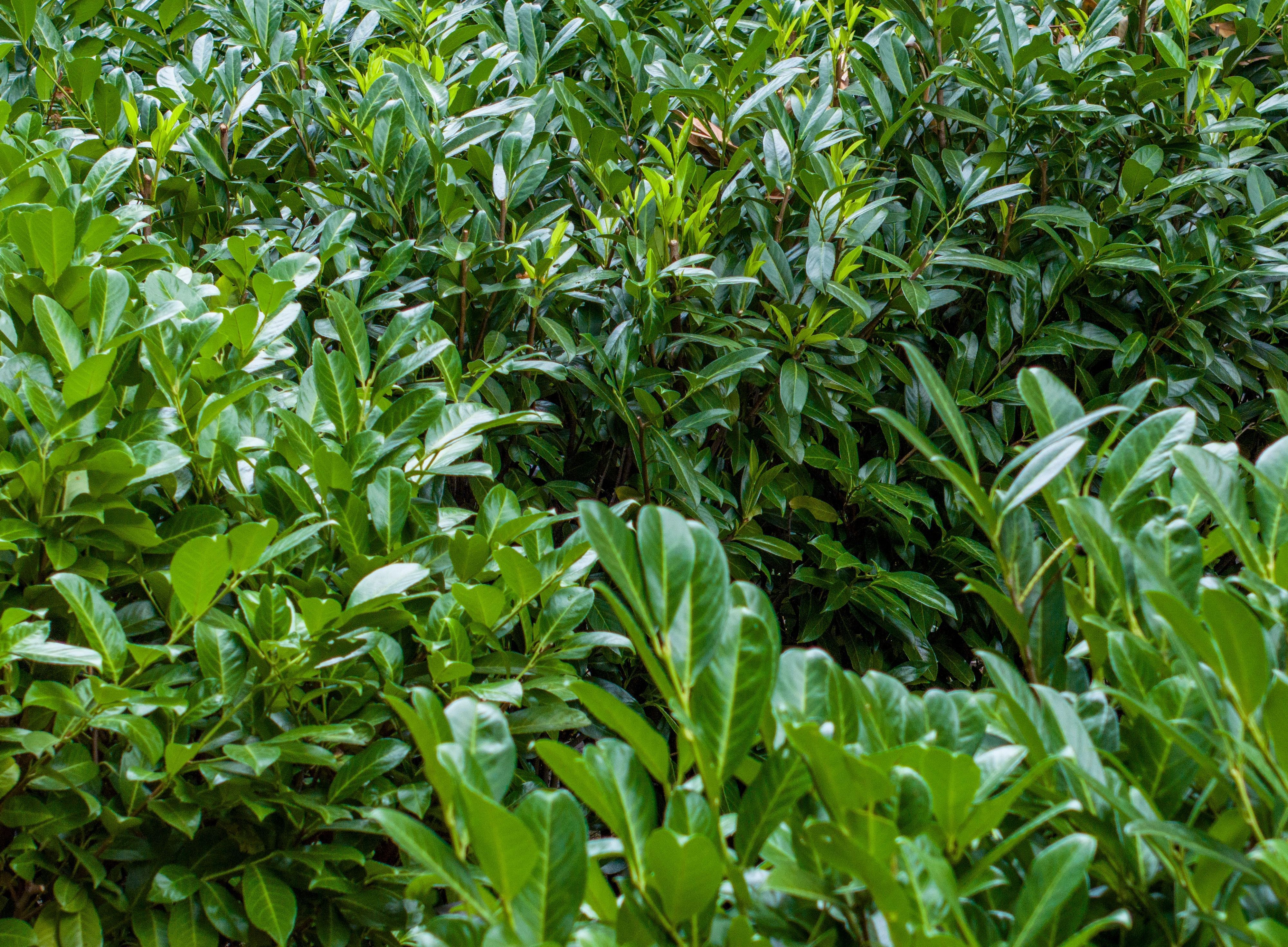 Zu sehen ist eine Kirschlorbeer-Hecke.