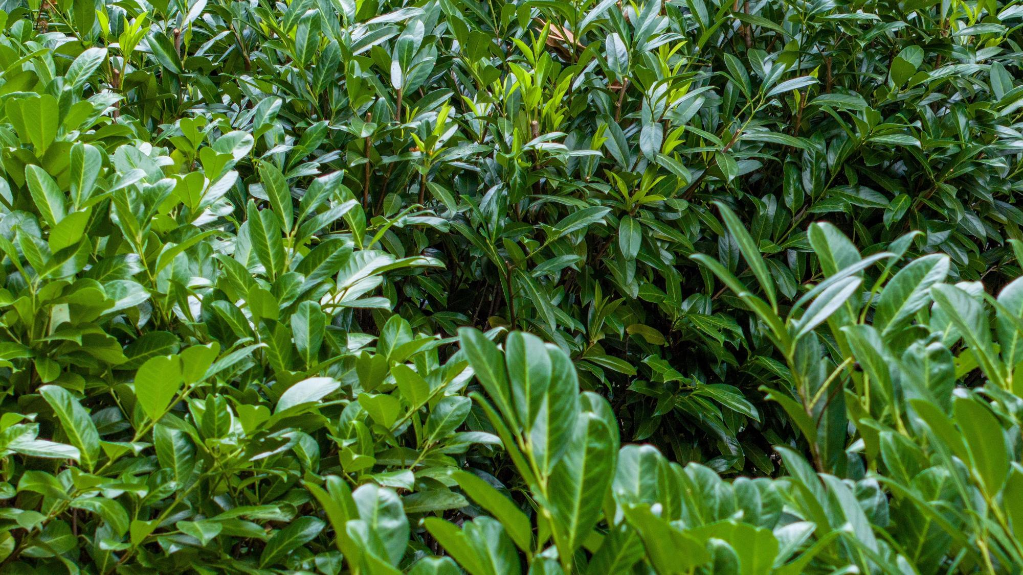 Zu sehen ist eine Kirschlorbeer-Hecke.