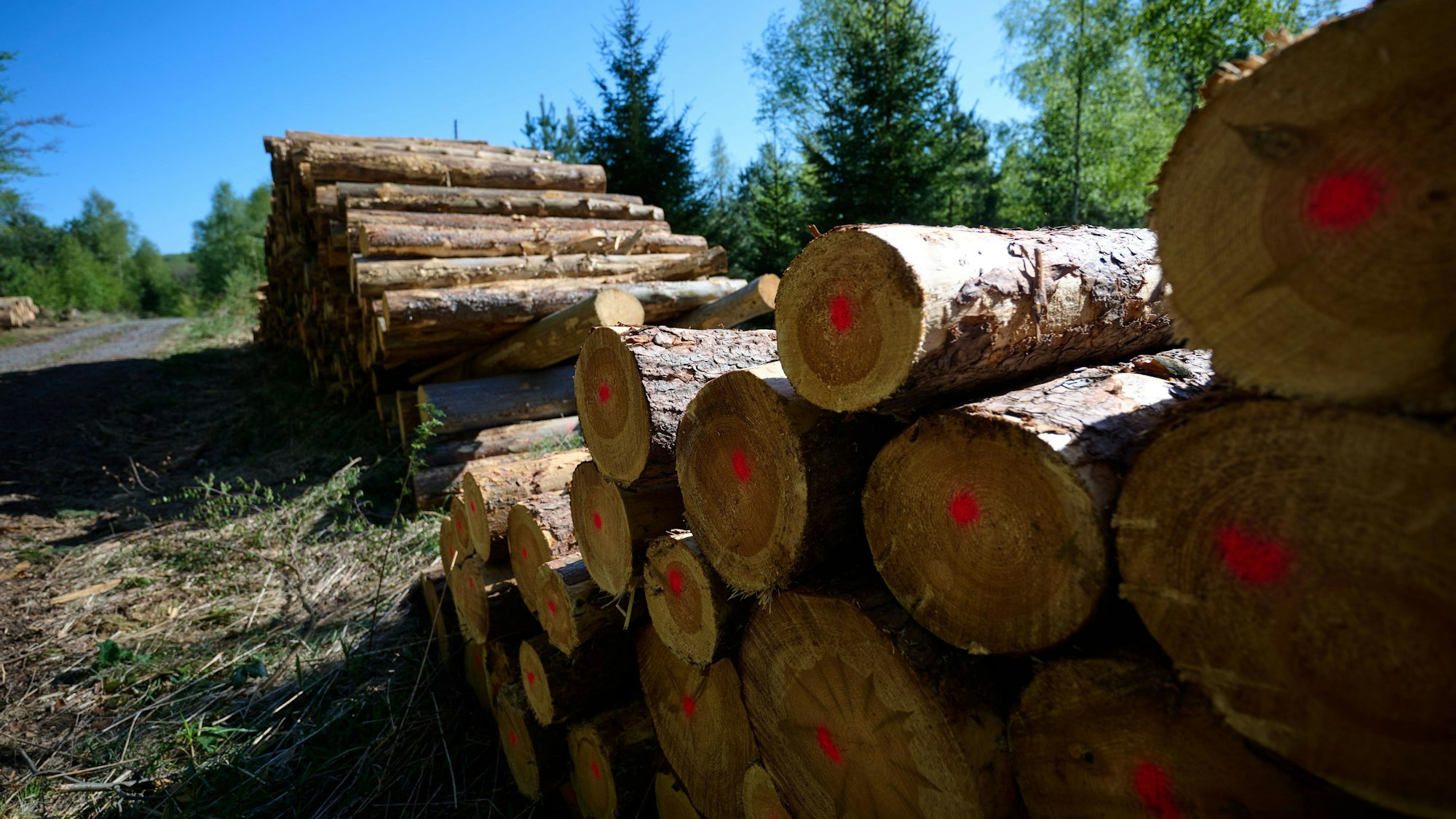 PRODUKTION - 22.04.2026, Nordrhein-Westfalen, Arnsberg: Foto-Produktion Wald, Ein sogenannter Polter, gestapelte Baumstämme an einem Forstweg im Wald. (zu dpa: «Wald im Wandel - «Wir bekommen Regenzeit und Trockenzeit»») Foto: Bernd Thissen/dpa +++ dpa-Bildfunk +++