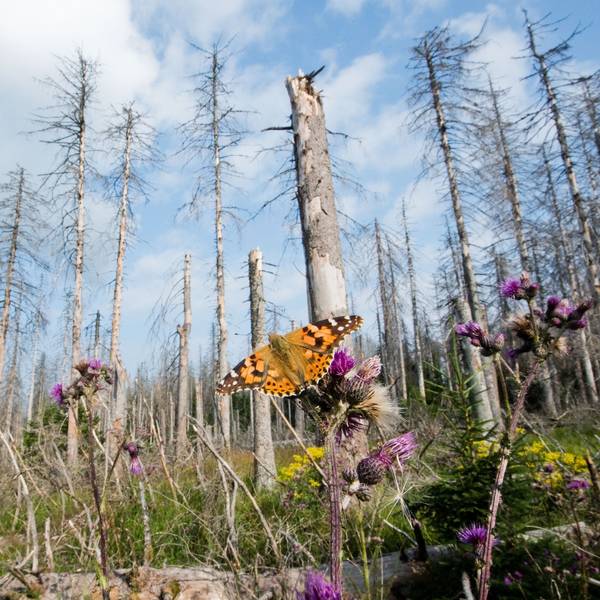 Ein Schmetterling sitzt in einem vom Borkenkäfer zerstörten Fichtenwald. Der deutsche Wald leidet unter Dürre, Schädlingen und Stürmen.