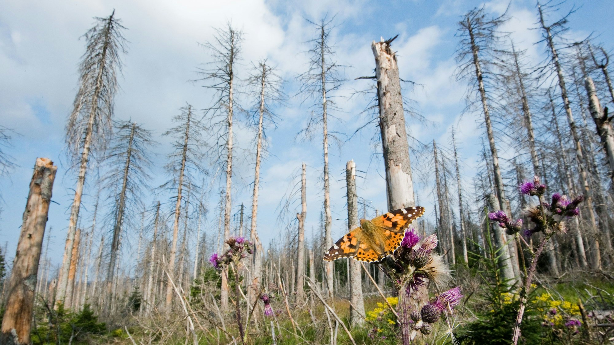 Ein Schmetterling sitzt in einem vom Borkenkäfer zerstörten Fichtenwald. Der deutsche Wald leidet unter Dürre, Schädlingen und Stürmen.