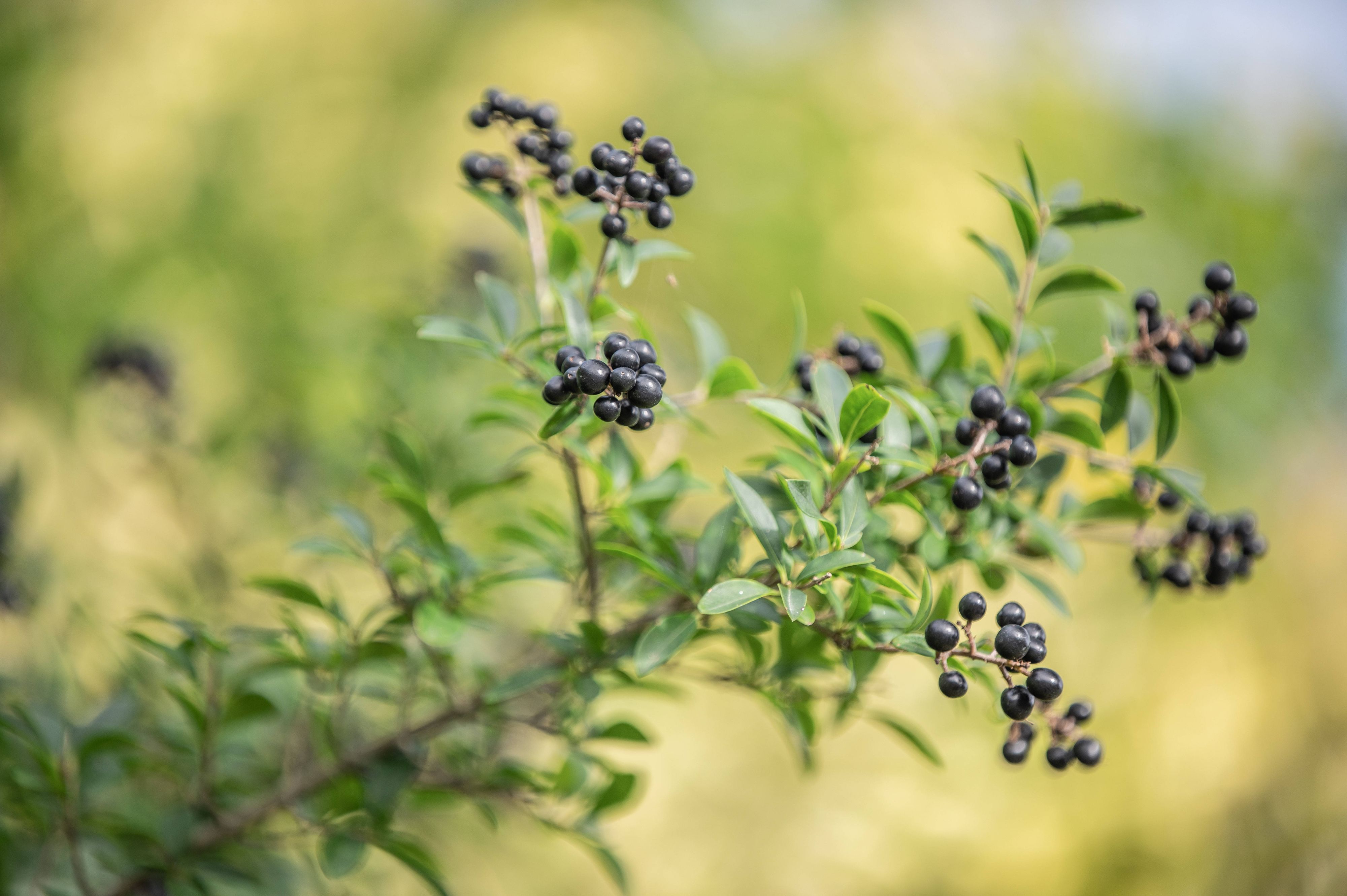 Zu sehen ist eine Hecke mit Gewöhnlichem Liguster.