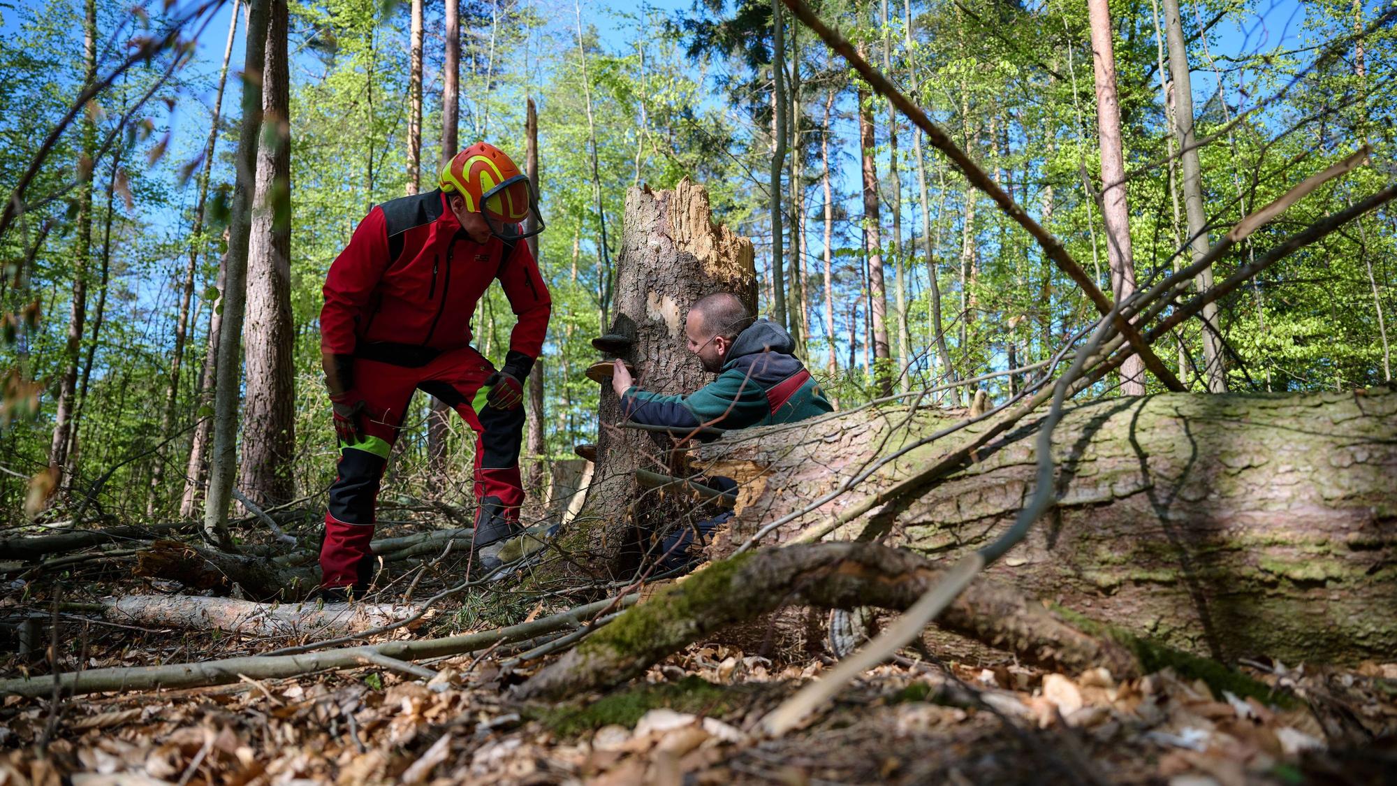 PRODUKTION - 22.04.2026, Nordrhein-Westfalen, Arnsberg: Foto-Produktion Wald, Luca Biedermann und Sebastian Müller, Mitarbeiter vom Forstlichen Bildungszentrum in Arnsberg betrachten im Wald einen Baumstumpf, aus dem ein Pilz wächst. (zu dpa: «Wald im Wandel - «Wir bekommen Regenzeit und Trockenzeit»») Foto: Bernd Thissen/dpa +++ dpa-Bildfunk +++