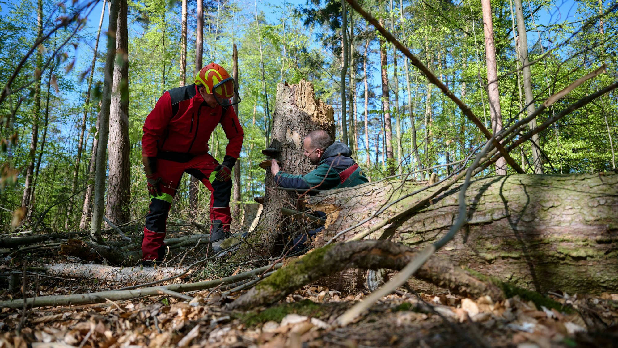 PRODUKTION - 22.04.2026, Nordrhein-Westfalen, Arnsberg: Foto-Produktion Wald, Luca Biedermann und Sebastian Müller, Mitarbeiter vom Forstlichen Bildungszentrum in Arnsberg betrachten im Wald einen Baumstumpf, aus dem ein Pilz wächst. (zu dpa: «Wald im Wandel - «Wir bekommen Regenzeit und Trockenzeit»») Foto: Bernd Thissen/dpa +++ dpa-Bildfunk +++