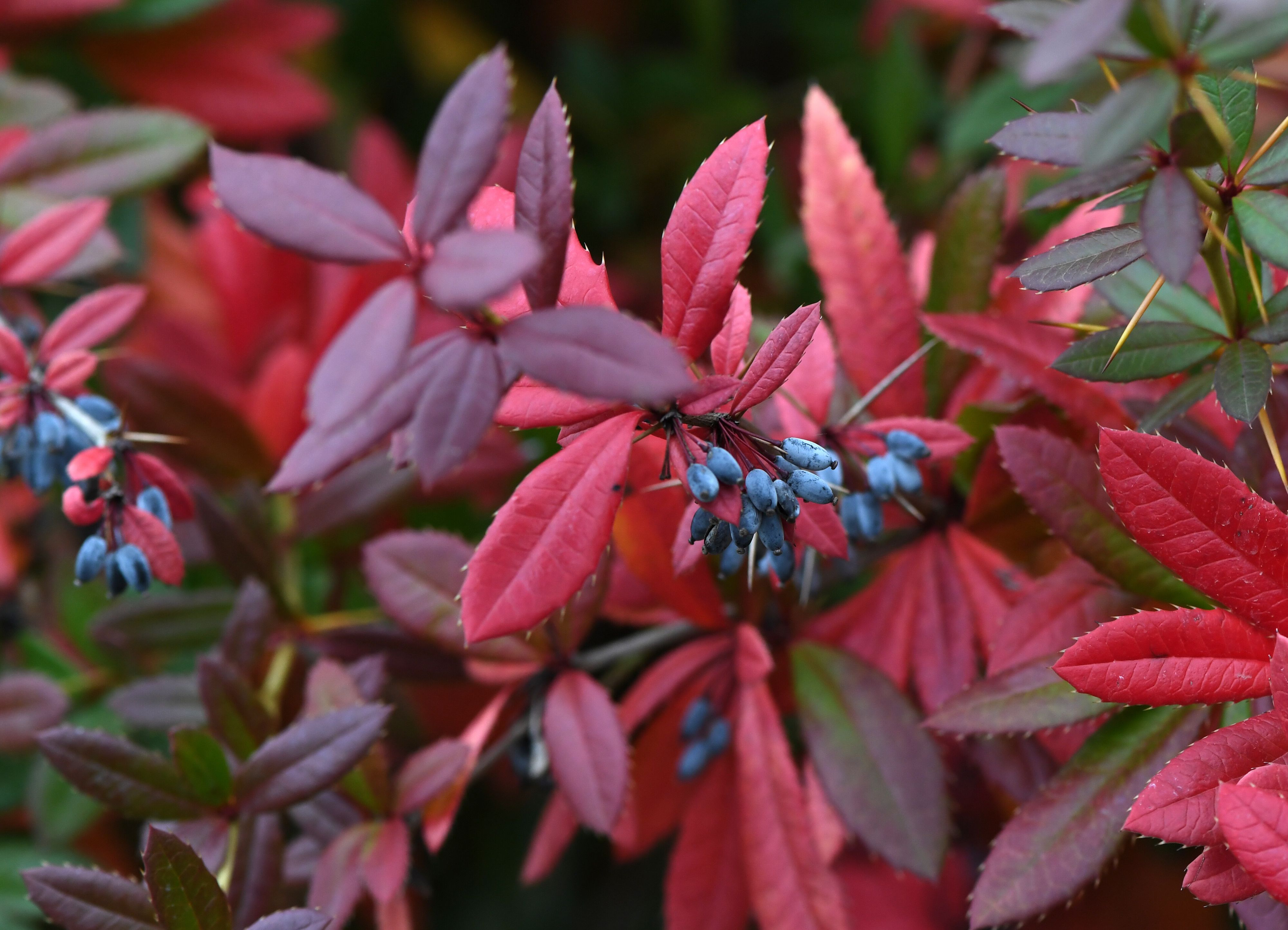 Zu sehen ist eine Berberitze-Hecke.