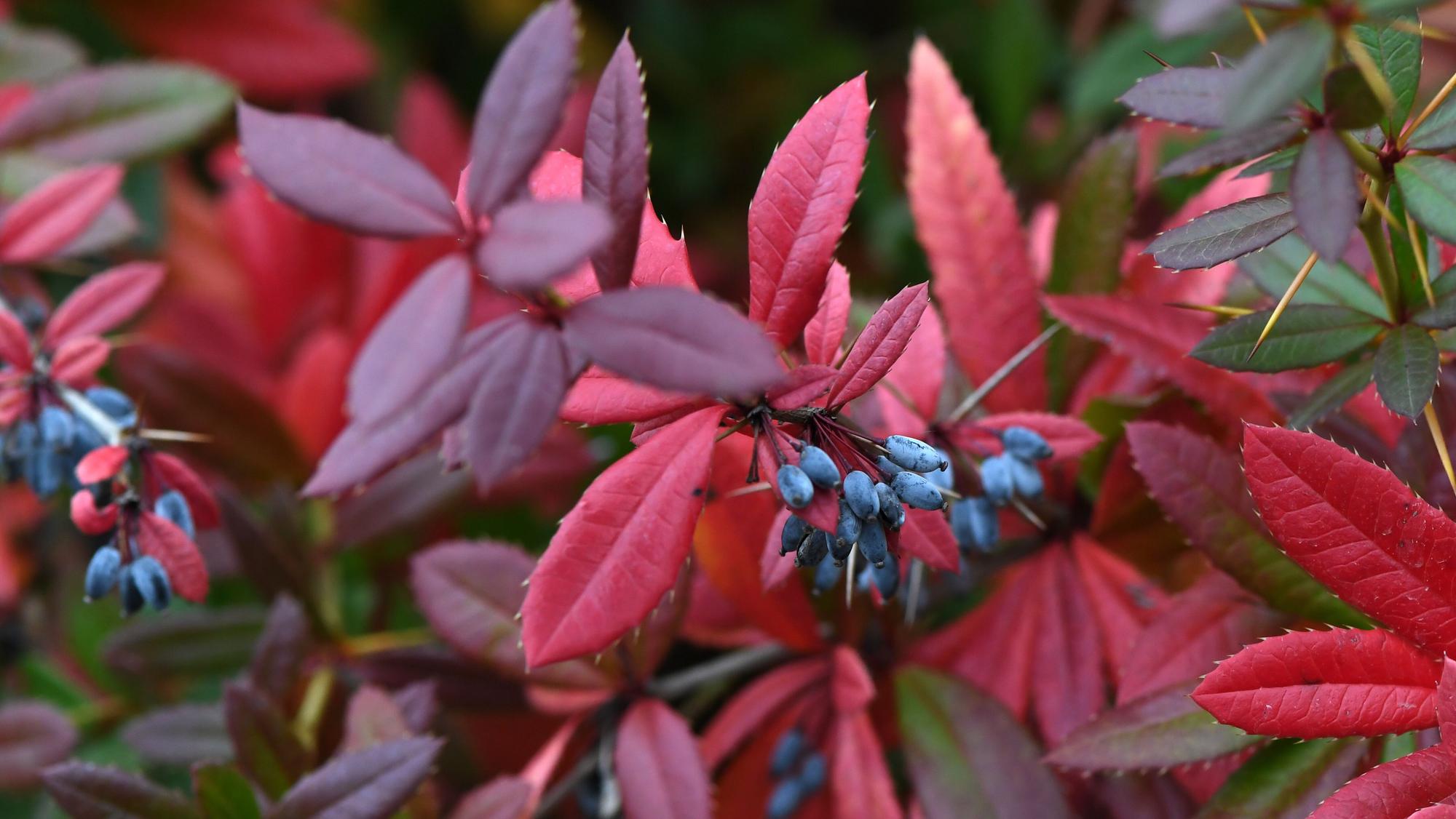 Zu sehen ist eine Berberitze-Hecke.